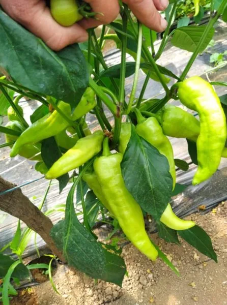 Grow Well Power λίπασμα καρπόδεσης 1lt βορίου ψευδαργύρου