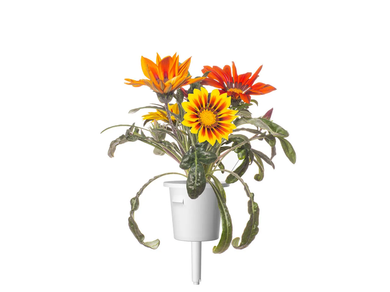 Click and Grow Gazania κάψουλες λουλούδι 3 τεμ πολύχρωμο