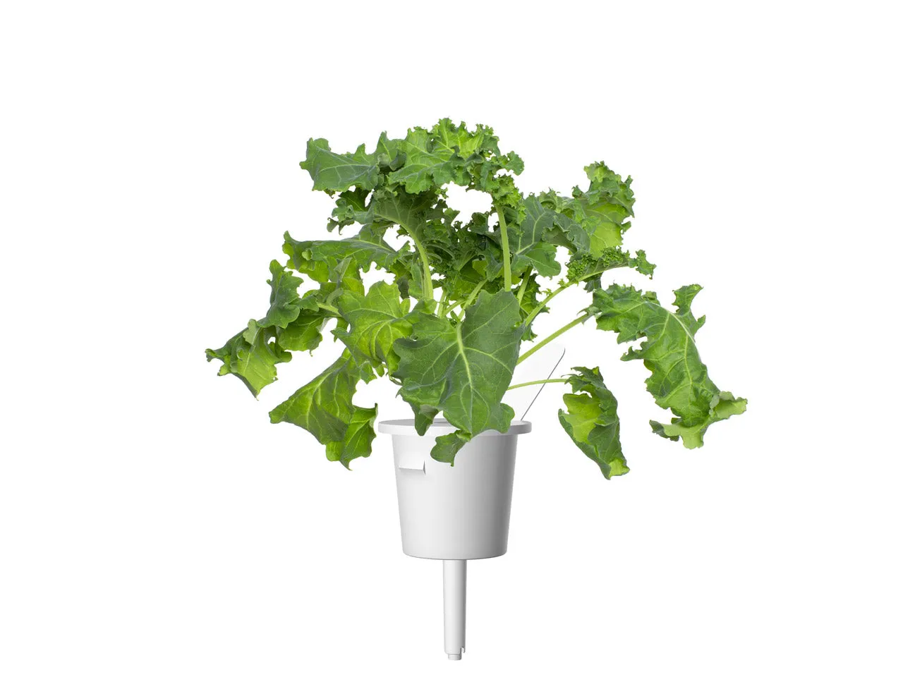 Click and Grow Λαχανίδα κάψουλες 9 τεμ πράσινη
