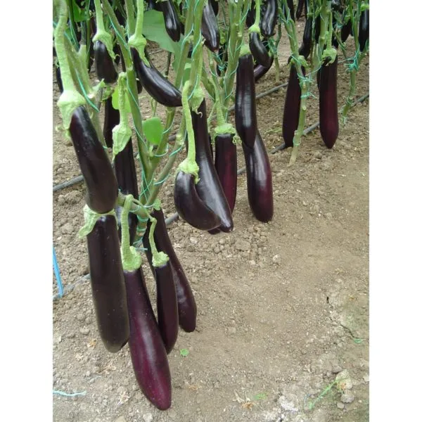 MyAgroMarket Μελιτζάνα Karatay F1 σπόροι υπαίθρια