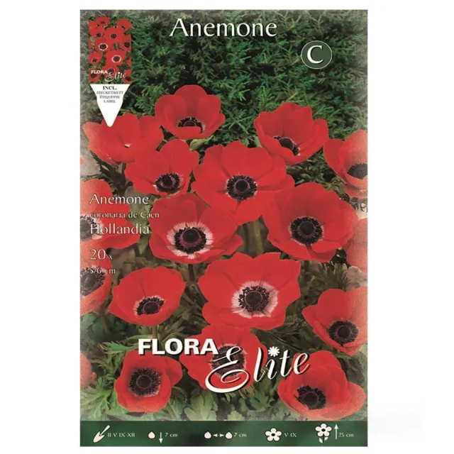 MyAgroMarket Ανεμώνη Κόκκινη De Caen Hollandia Βολβοί 20τμχ