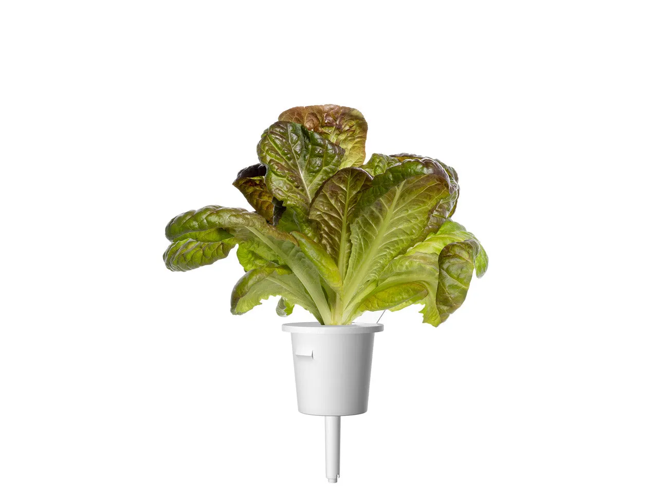 Click and Grow Red Romaine κάψουλες φυτών 3-pack τραγανό