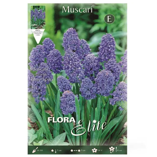 MyAgroMarket Blue Spike βολβοί μουσκάρι 20τμχ μπλε