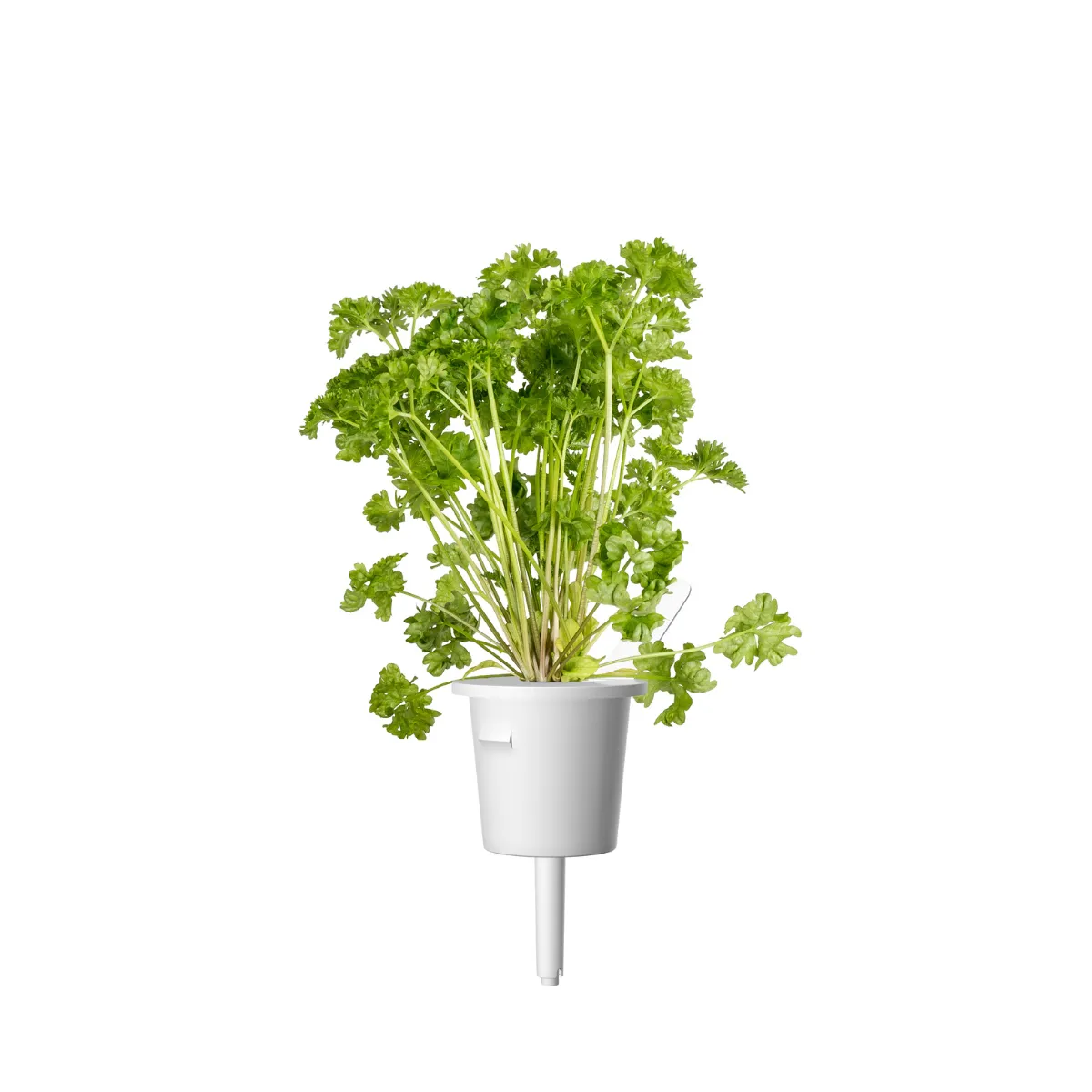 Click and Grow Μαϊντανός Σγουρός κάψουλες 9 τεμαχίων βρώσιμος
