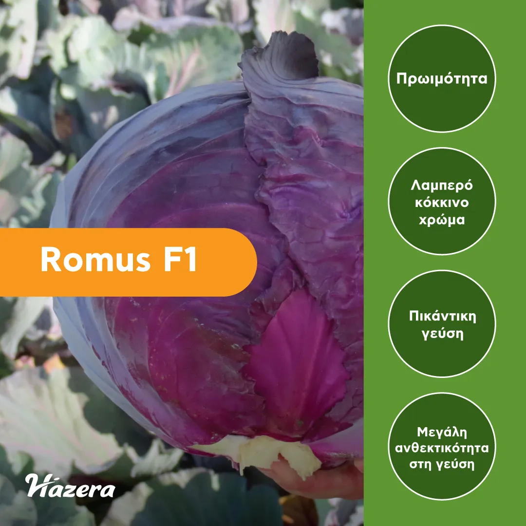 MyAgroMarket Romus F1 σπόροι κόκκινου λάχανου 2500 τεμ