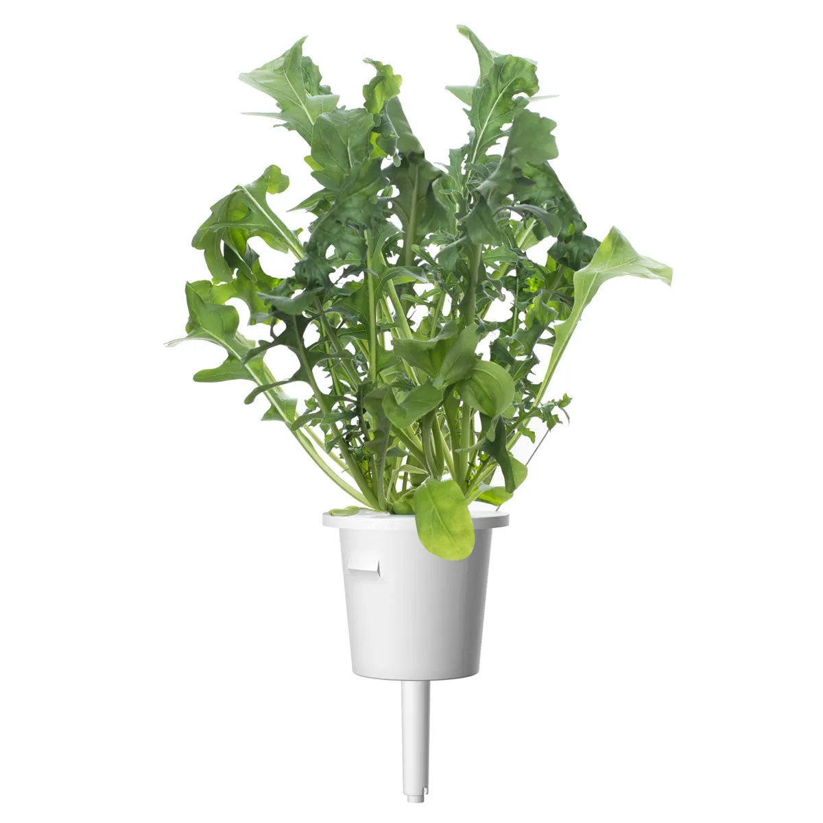 Click and Grow Arugula κάψουλες φυτών 30 τεμ πικάντικη