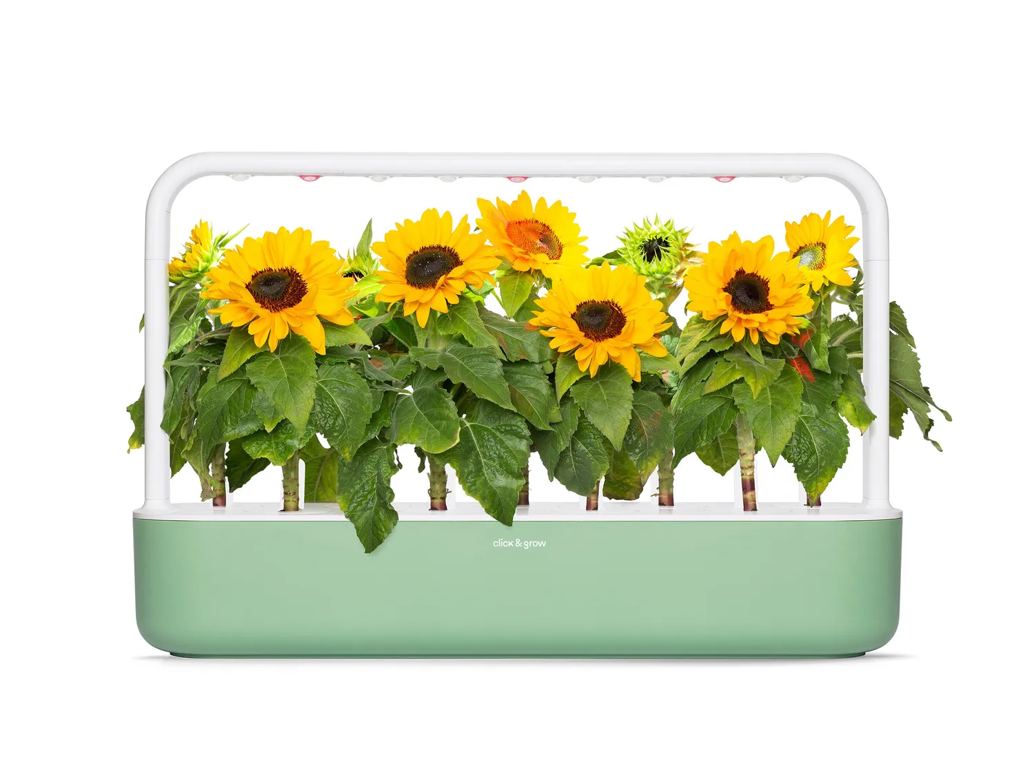 Click and Grow Mini Sunflower κάψουλες ηλίανθος 3 τεμ άνθος