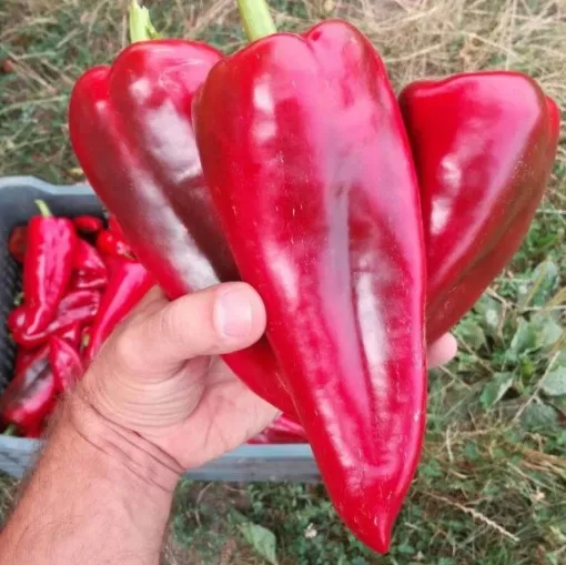 MyAgroMarket Carpel F1 πιπεριά φλωρίνης 10 σπόροι