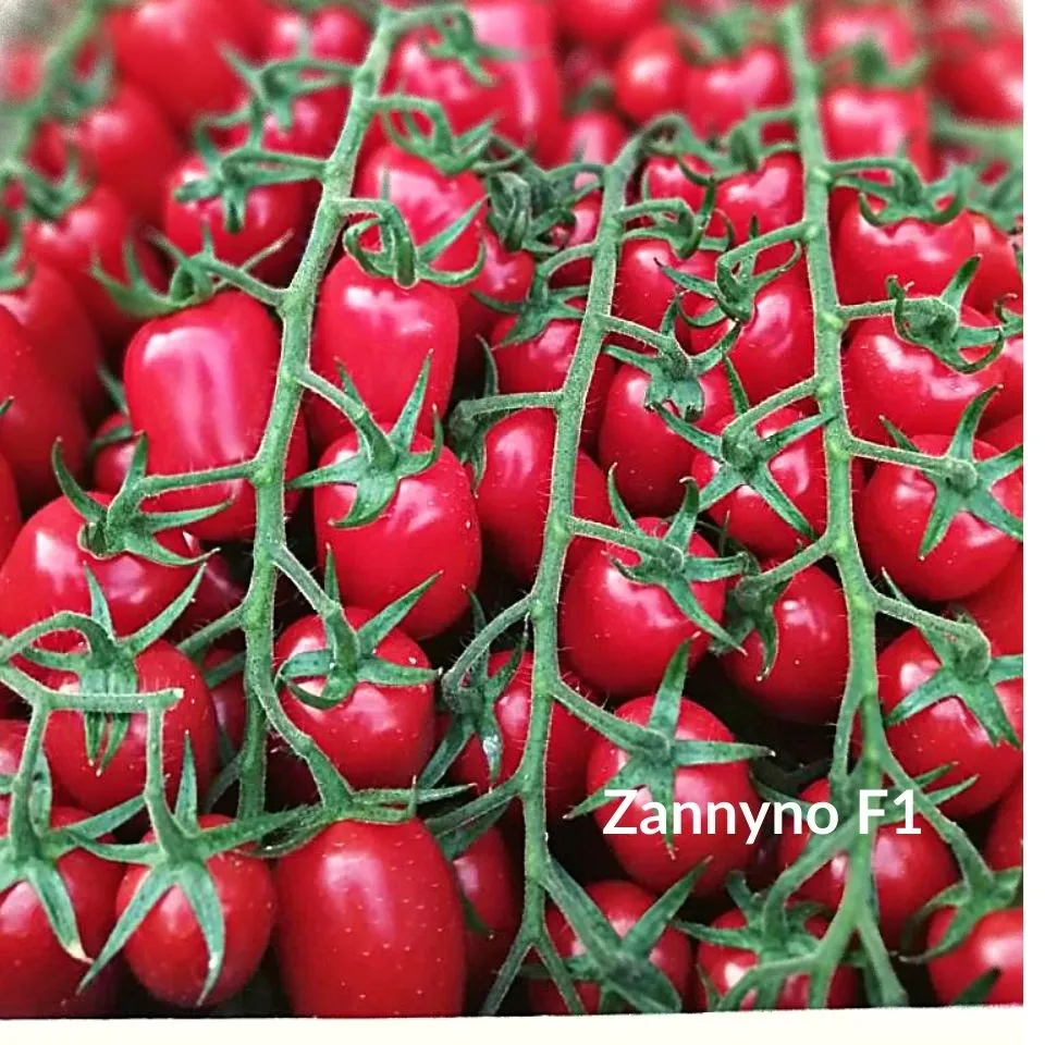 MyAgroMarket Τοματίνι Zannyno F1 σπόροι 1000 τεμ βελανίδι