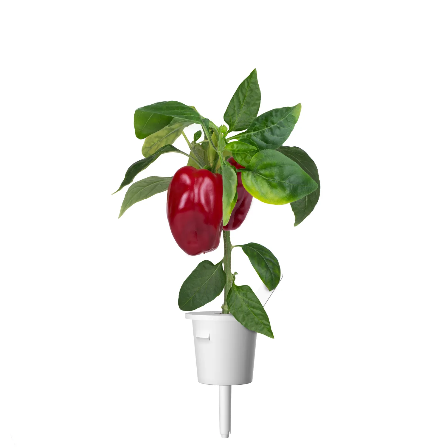 Click and Grow Red Sweet Pepper κάψουλες 3 τεμάχια