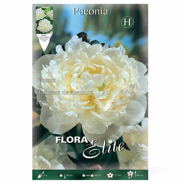 MyAgroMarket Duchesse de Nemours βολβός παιώνια λευκή 1 τεμ.