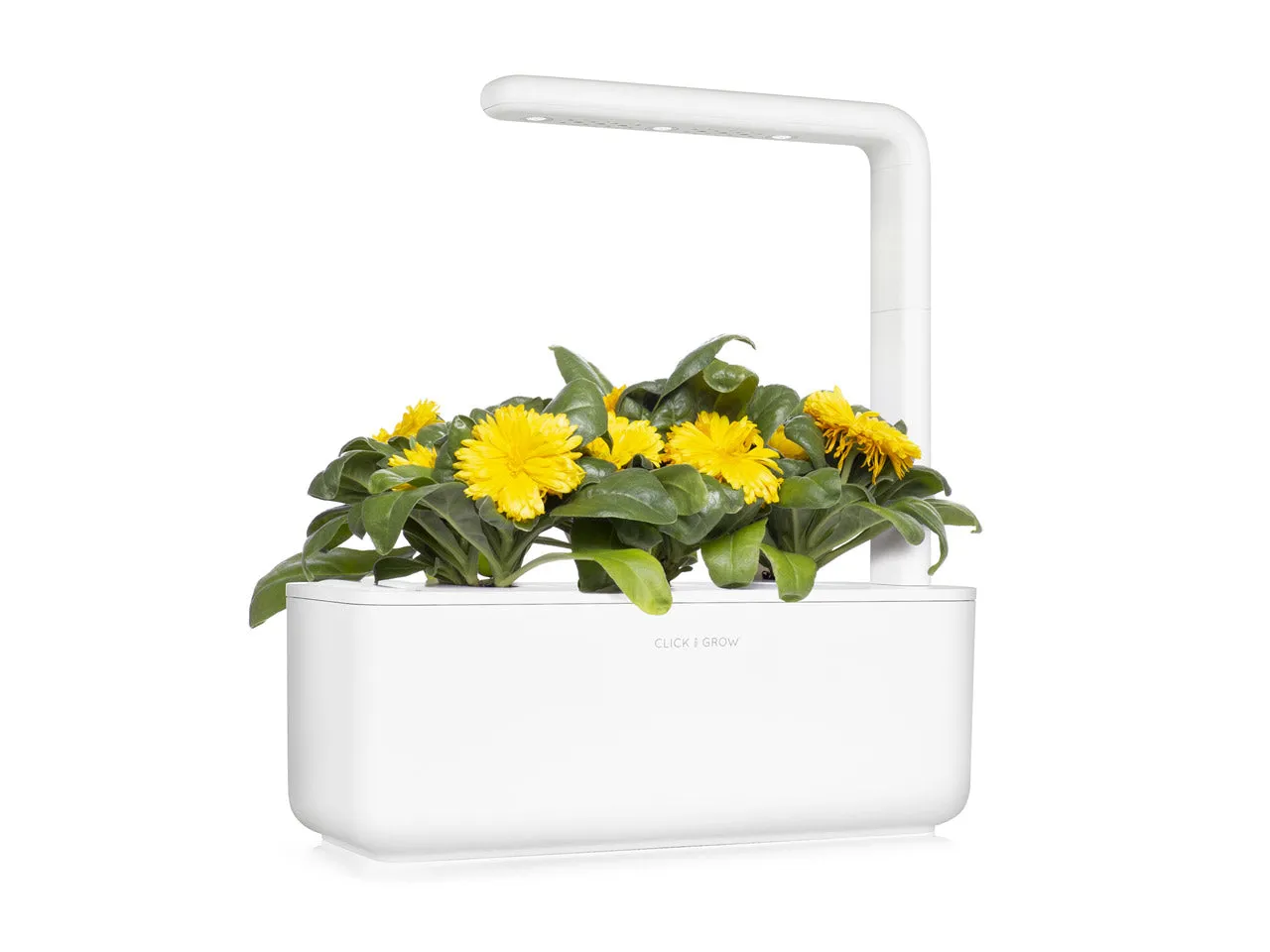 Click and Grow Calendula κάψουλες φυτών 3 τεμαχίων βρώσιμα άνθη