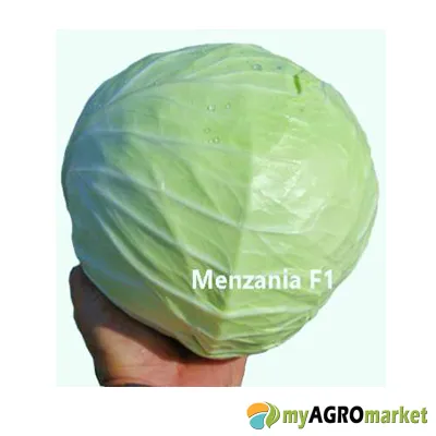 Menzania F1 σπόροι λάχανου 2500 σπόροι γλυκό