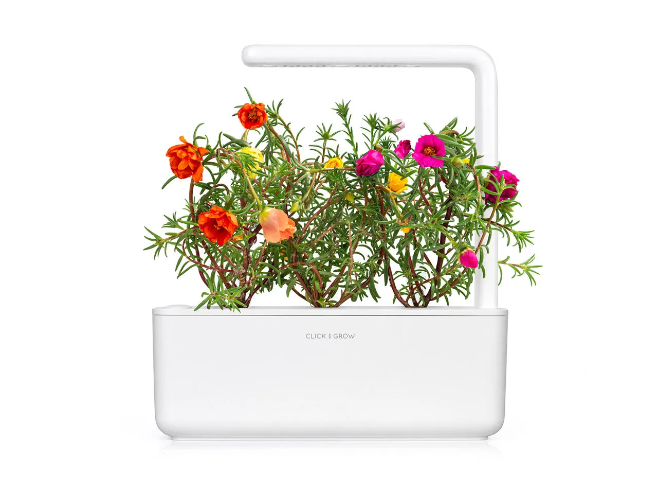 Click and Grow Moss Rose κάψουλες λουλουδιών 3 τεμάχια