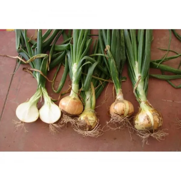 MyAgroMarket Valenciana De Grano κρεμμύδι 500gr μεσοπρώιμο