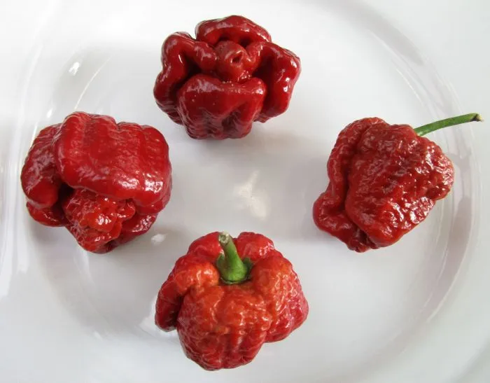 MyAgroMarket Trinidad Scorpion Moruga πιπεριά σπόροι 7 τεμ.