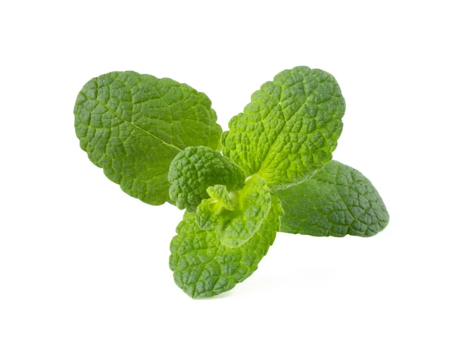 Click and Grow Apple Mint κάψουλες βοτάνου 3 τεμάχια
