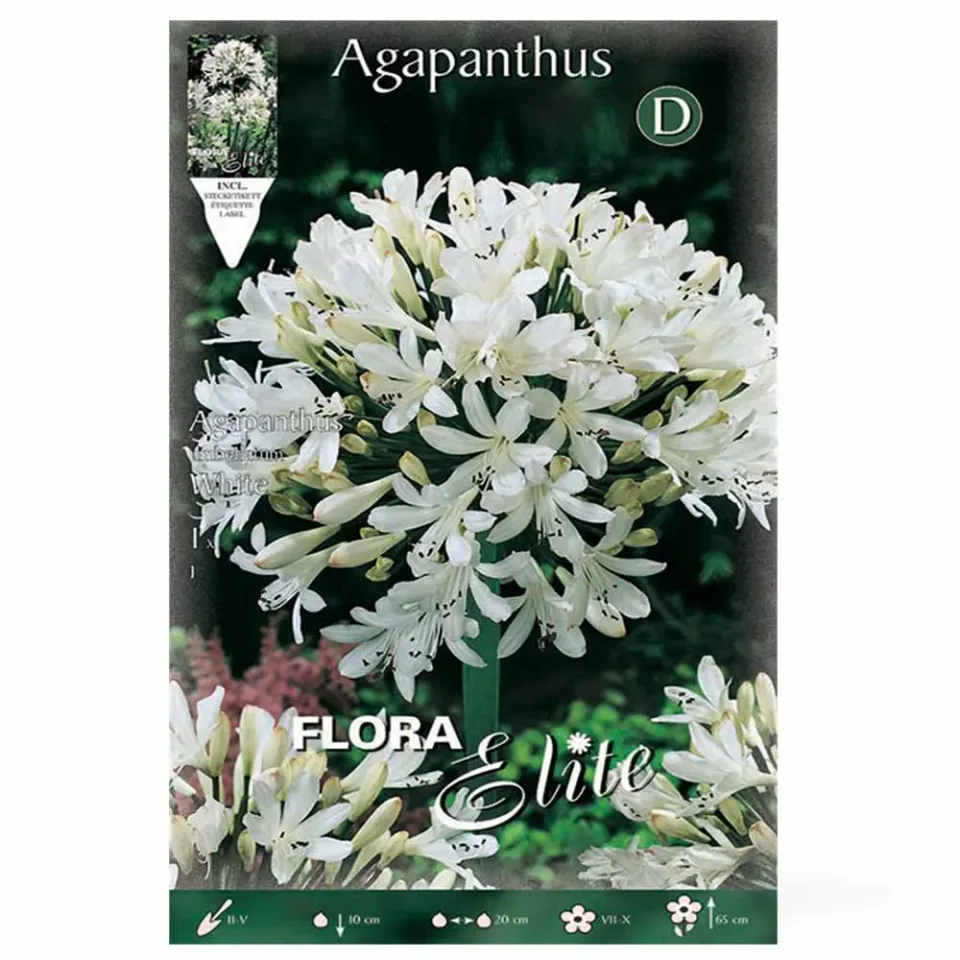 MyAgroMarket αγάπανθος λευκός βολβός 1 τεμ. 65εκ