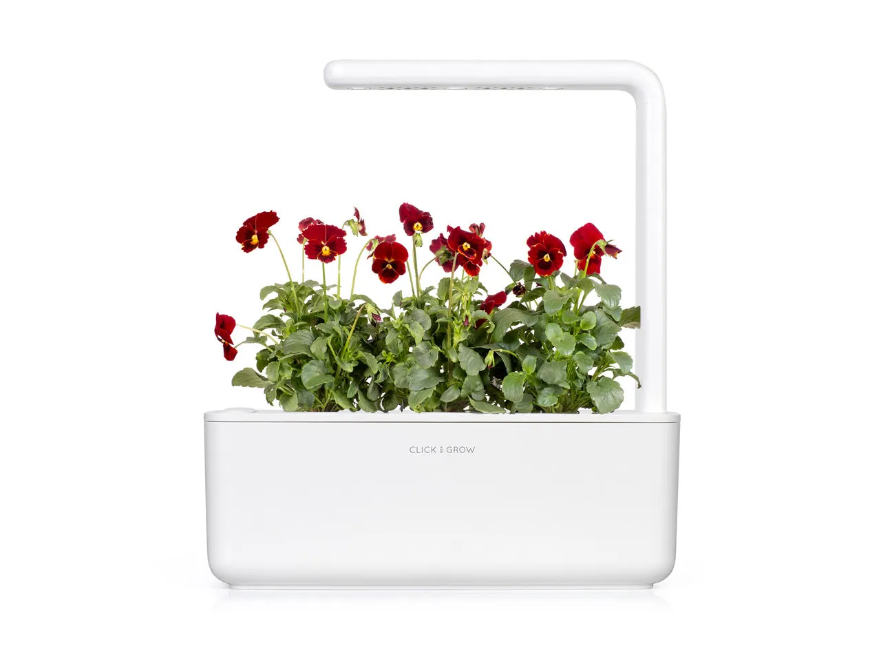 Click and Grow Red Pansy κάψουλες 3 τεμ κόκκινος πανσές