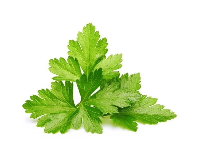 Click and Grow Cilantro κάψουλες κόλιανδρος 3 τεμ φρέσκος