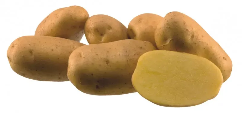 MyAgroMarket πατατόσπορος Agria 35/55 1kg όψιμος
