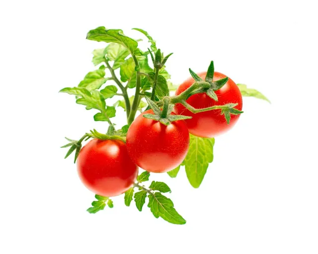 Click and Grow Mini Tomato κάψουλες 3 τεμ ντοματίνια