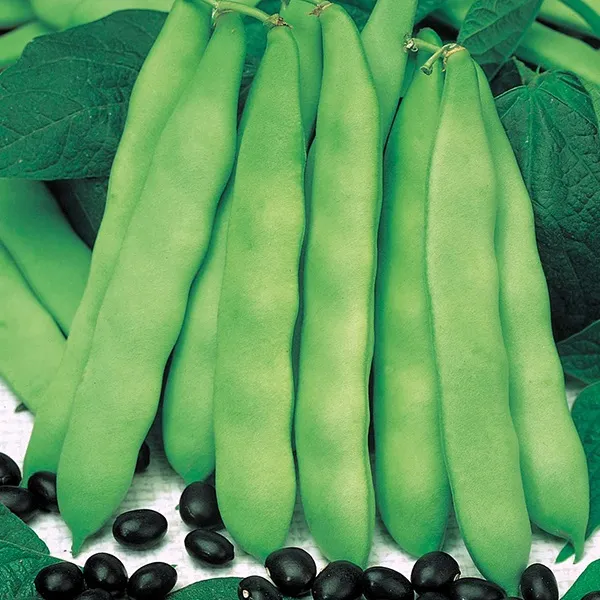 MyAgroMarket Starazagorski σπόροι φασολιού 65gr μαύρο καθιστό