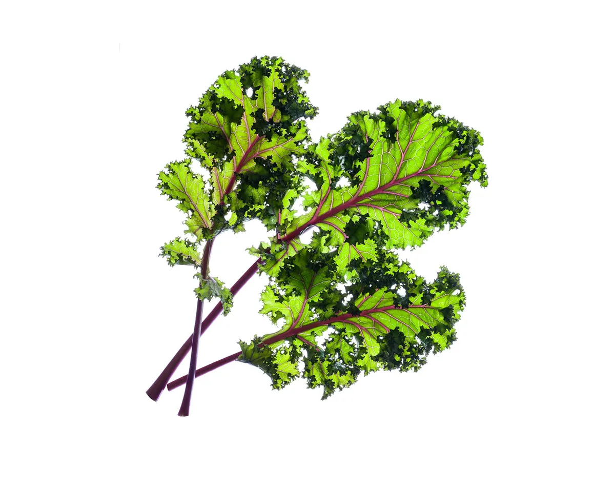 Click and Grow Red Kale κάψουλες λαχανικών 9 τεμ