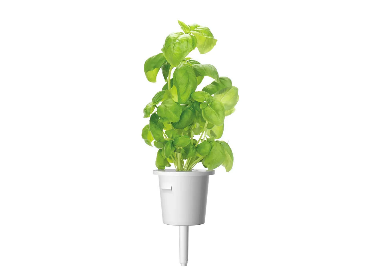 Click and Grow Βασιλικός κάψουλες 30 τεμ για πέστο