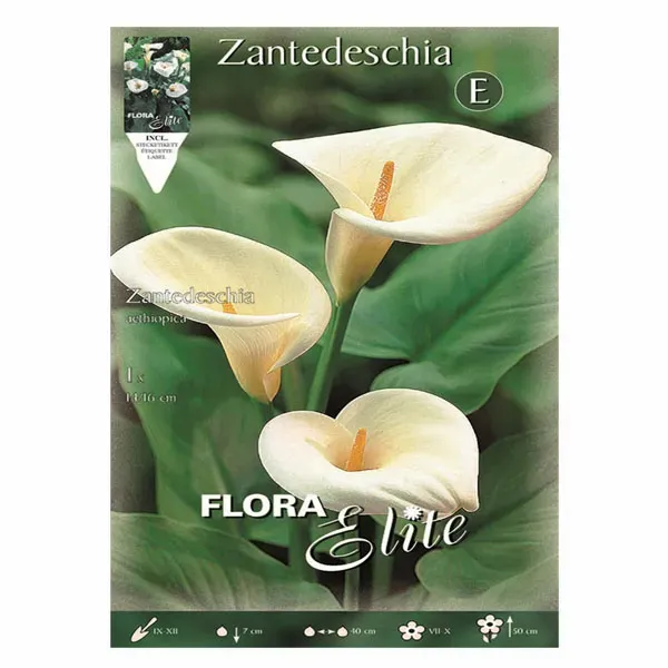 MyAgroMarket Aethiopica κάλλα λευκή 1 βολβός