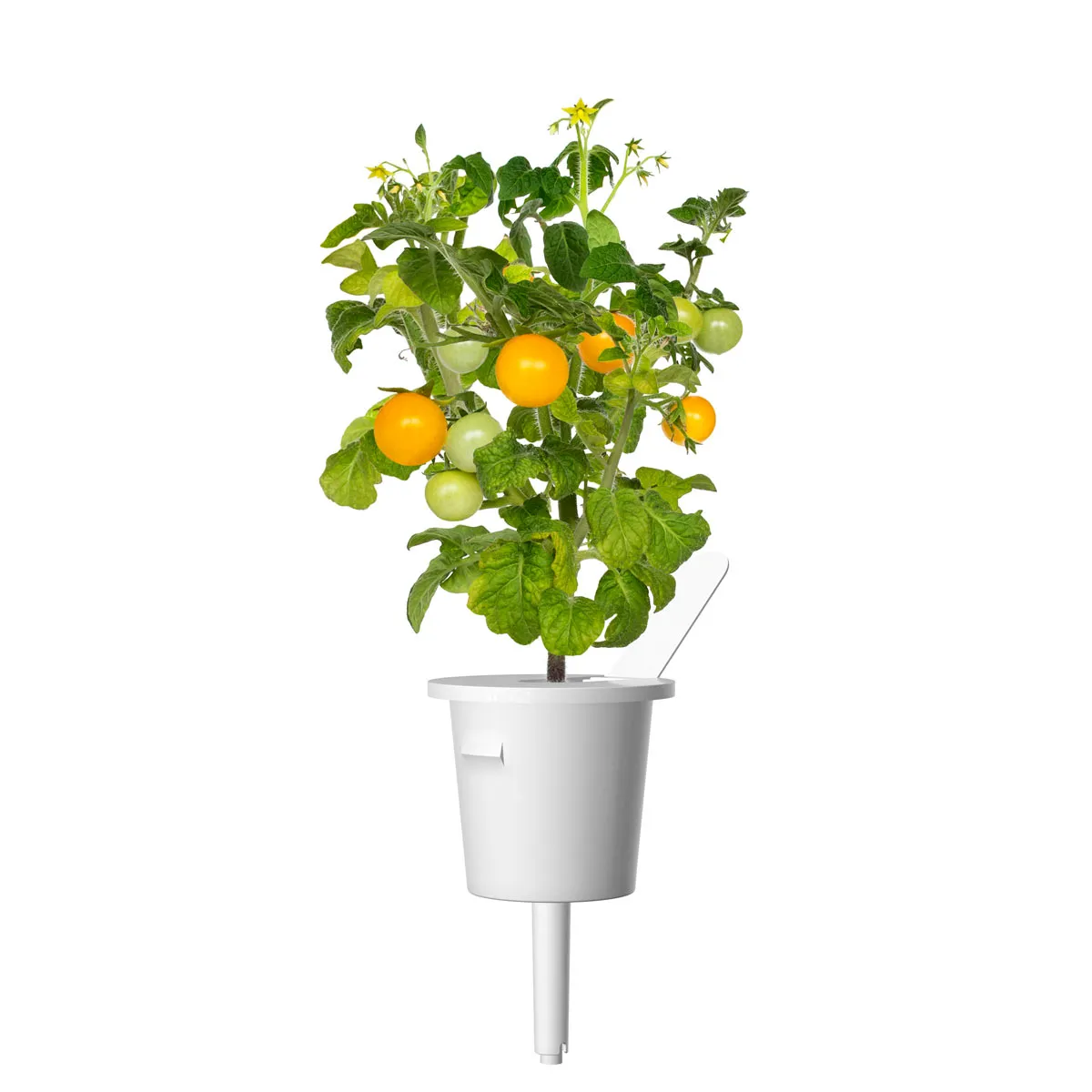 Click and Grow Yellow Mini Tomato κάψουλες ντοματίνια 3 τεμ