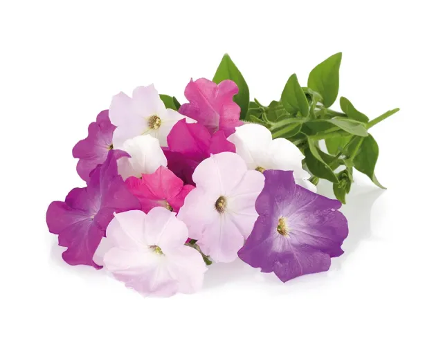 Click and Grow Petunia κάψουλες λουλουδιών 3 τεμ