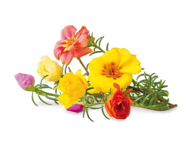 Click and Grow Moss Rose κάψουλες λουλουδιών 3 τεμάχια