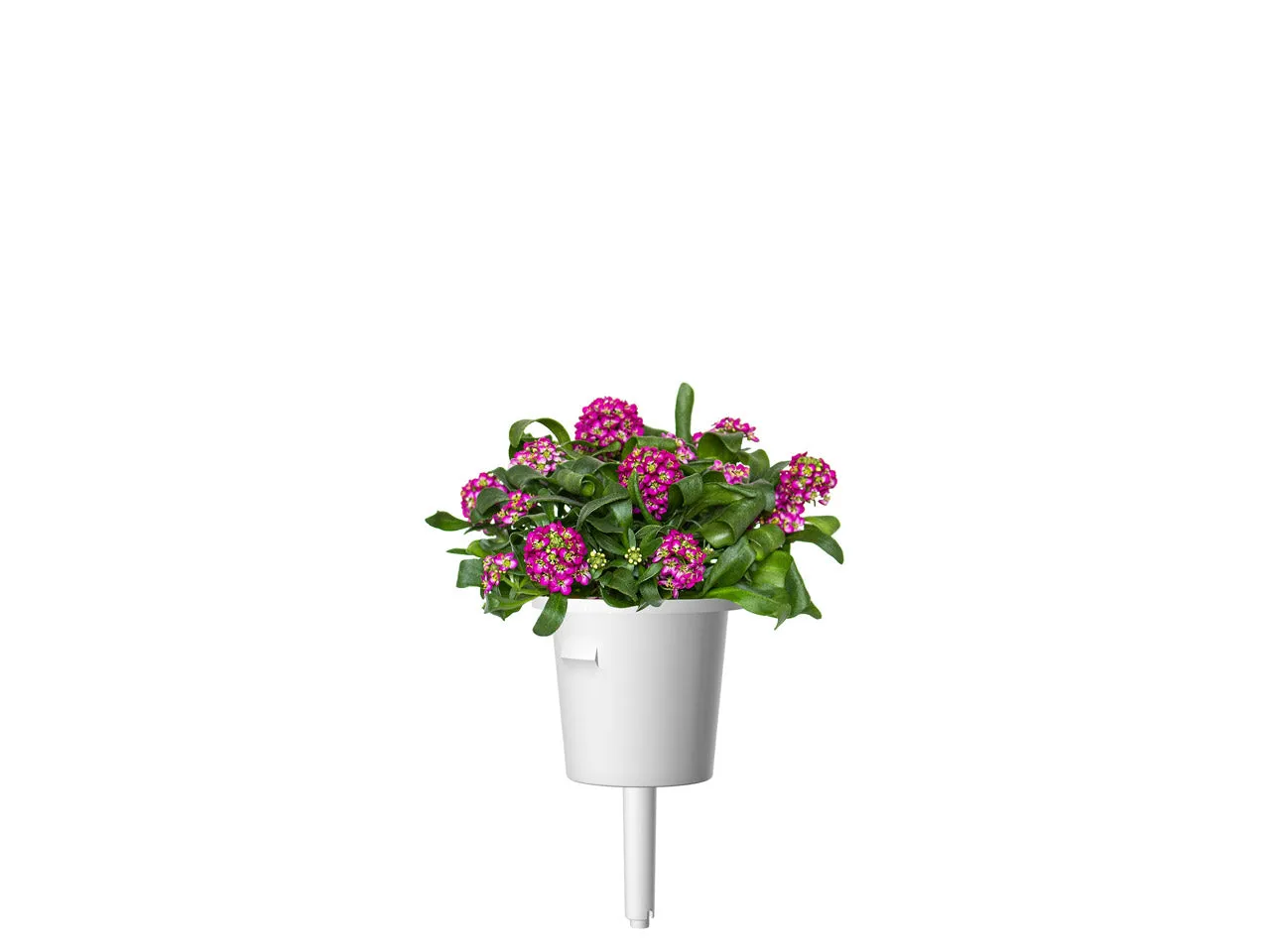 Click and Grow Sweet Alyssum κάψουλες φυτών 3 τεμ αρωματικό