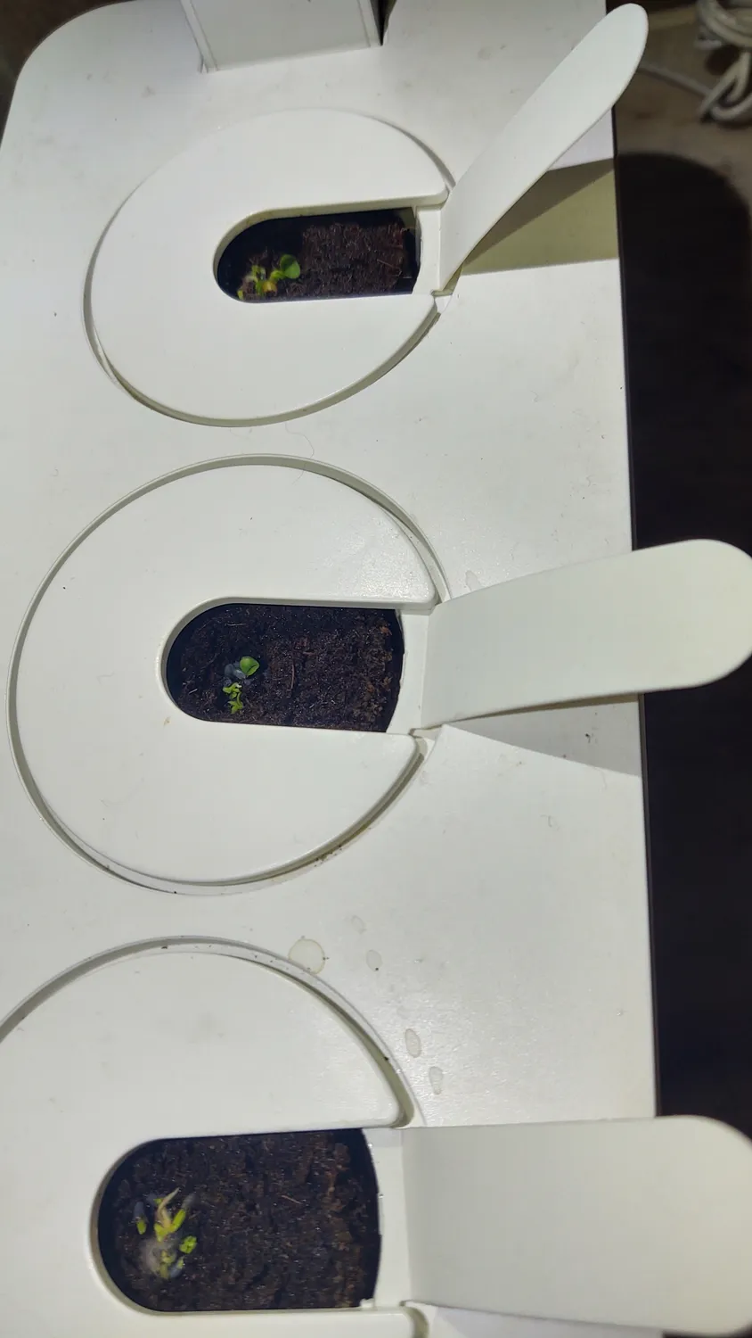 Click and Grow Βασιλικός κάψουλες 30 τεμ για πέστο