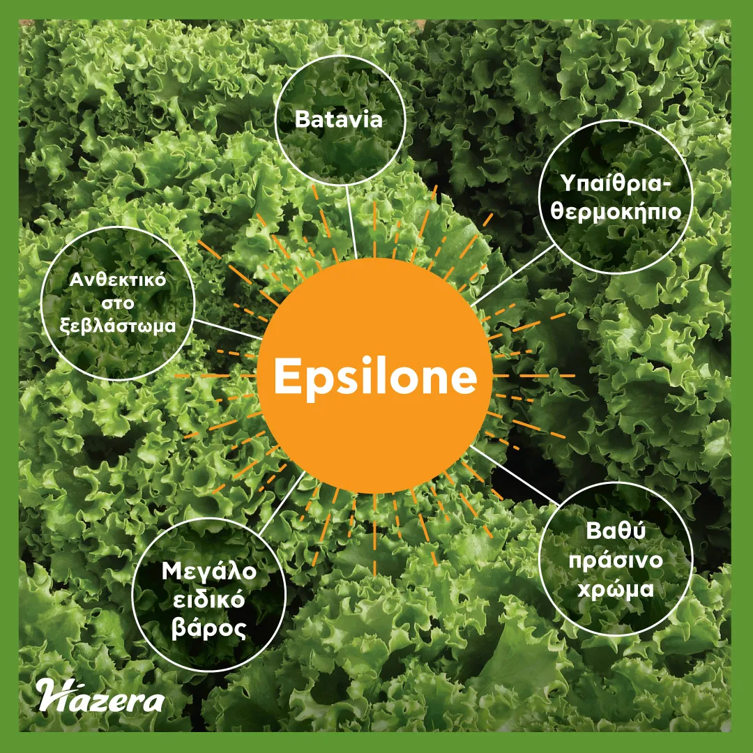 MyAgroMarket Μαρούλι Epsilone pellets 5000 τεμ Batavia