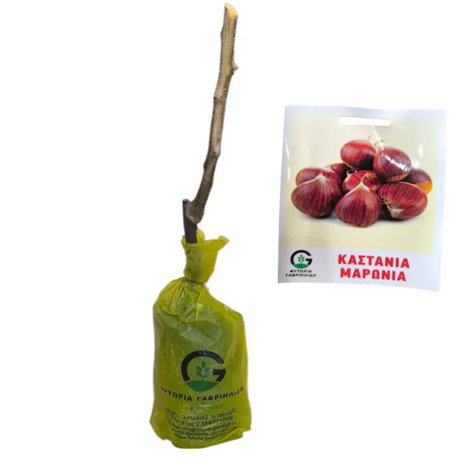 MyAgroMarket Καστανιά Μαρώνια δέντρο εμβολιασμένο