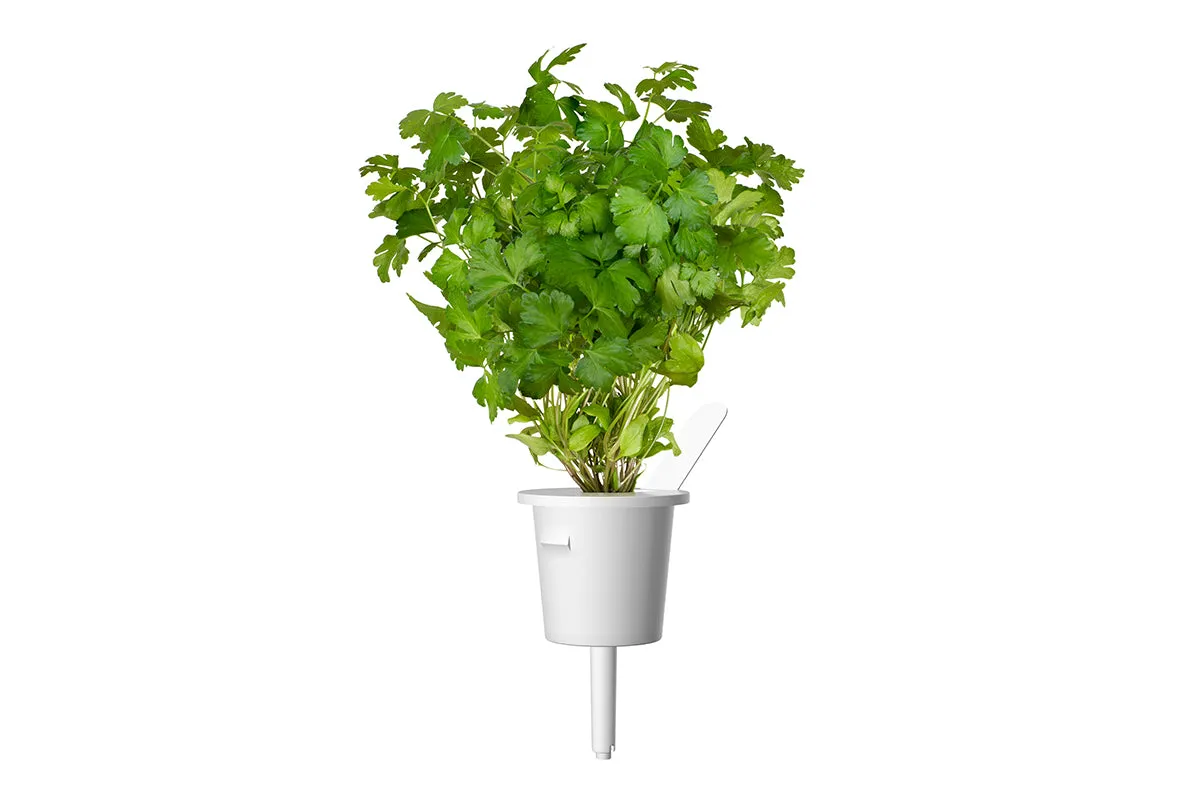 Click and Grow μαϊντανός κάψουλες φυτών 3 τεμάχια φρέσκος