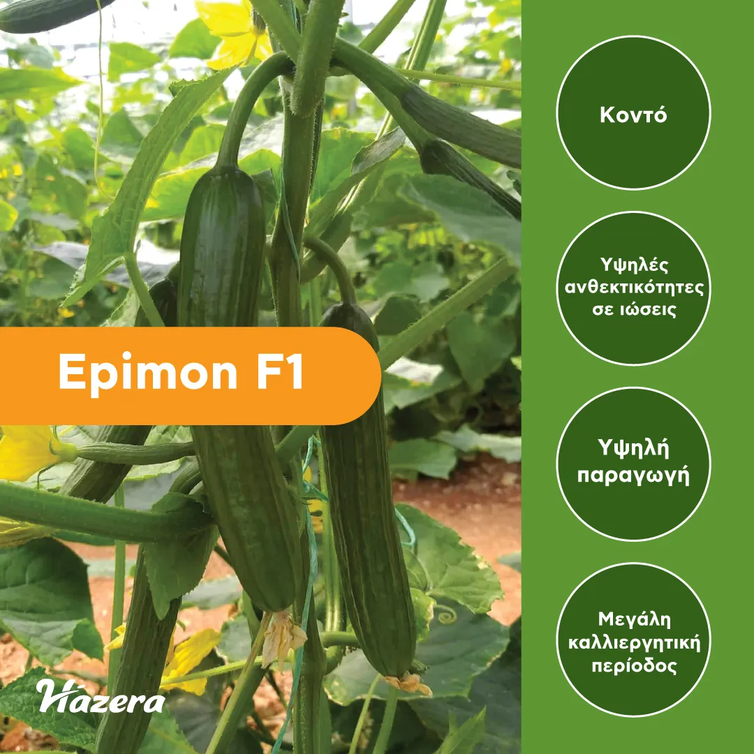 Hazera Epimon F1 σπόροι αγγουριού 500 σπόροι ανθεκτικό