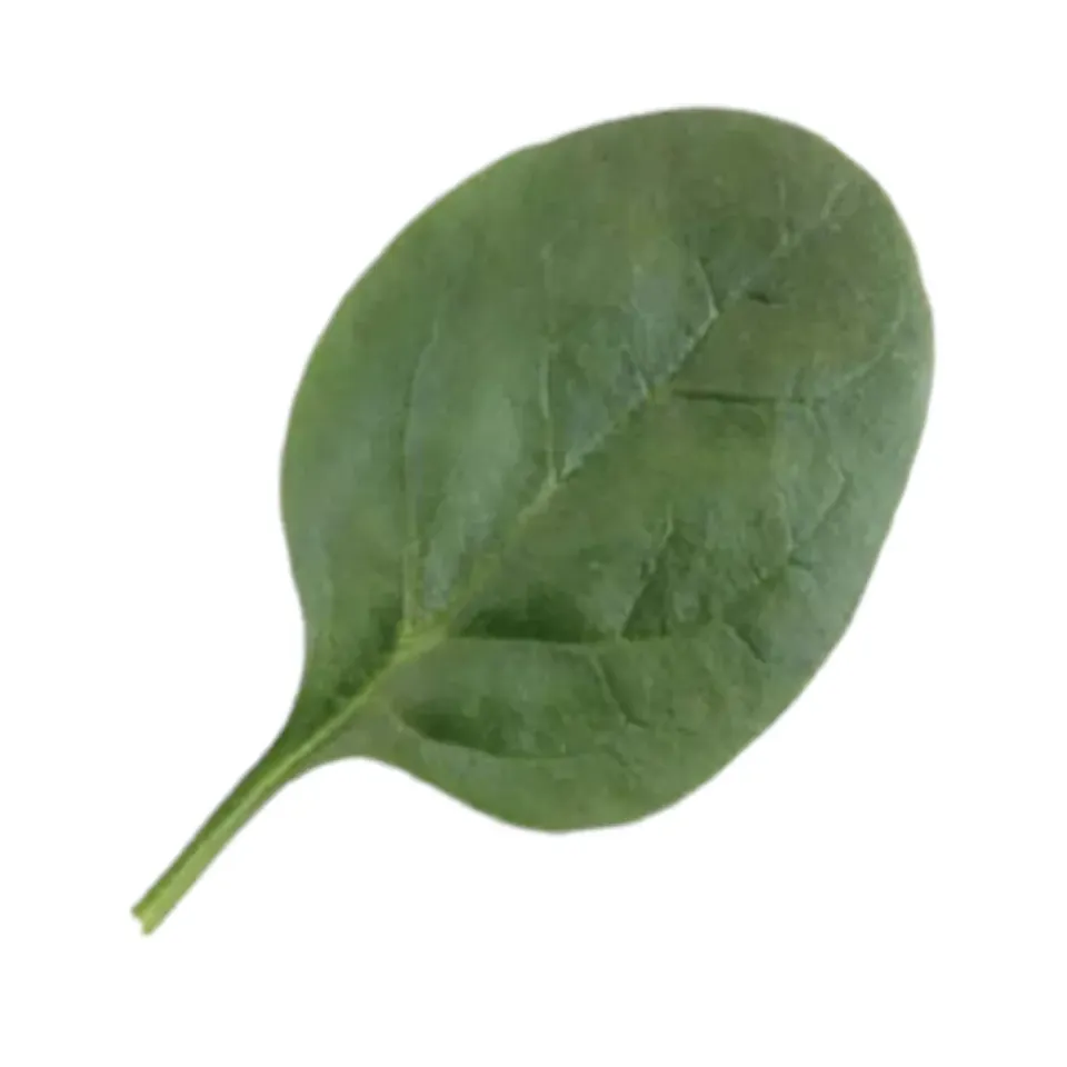 MyAgroMarket Σπανάκι EL Forte πλατύφυλλοι σπόροι 30gr