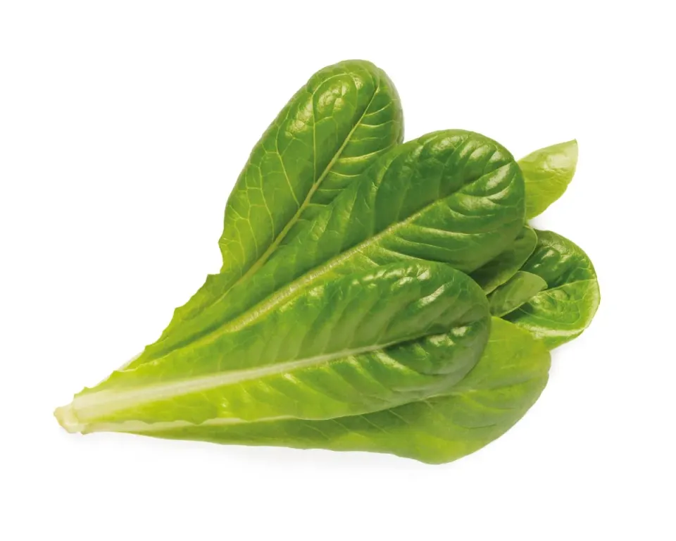Click and Grow Romaine Lettuce κάψουλες μαρουλιού 3 τεμ