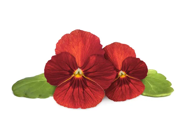 Click and Grow Red Pansy κάψουλες 3 τεμ κόκκινος πανσές