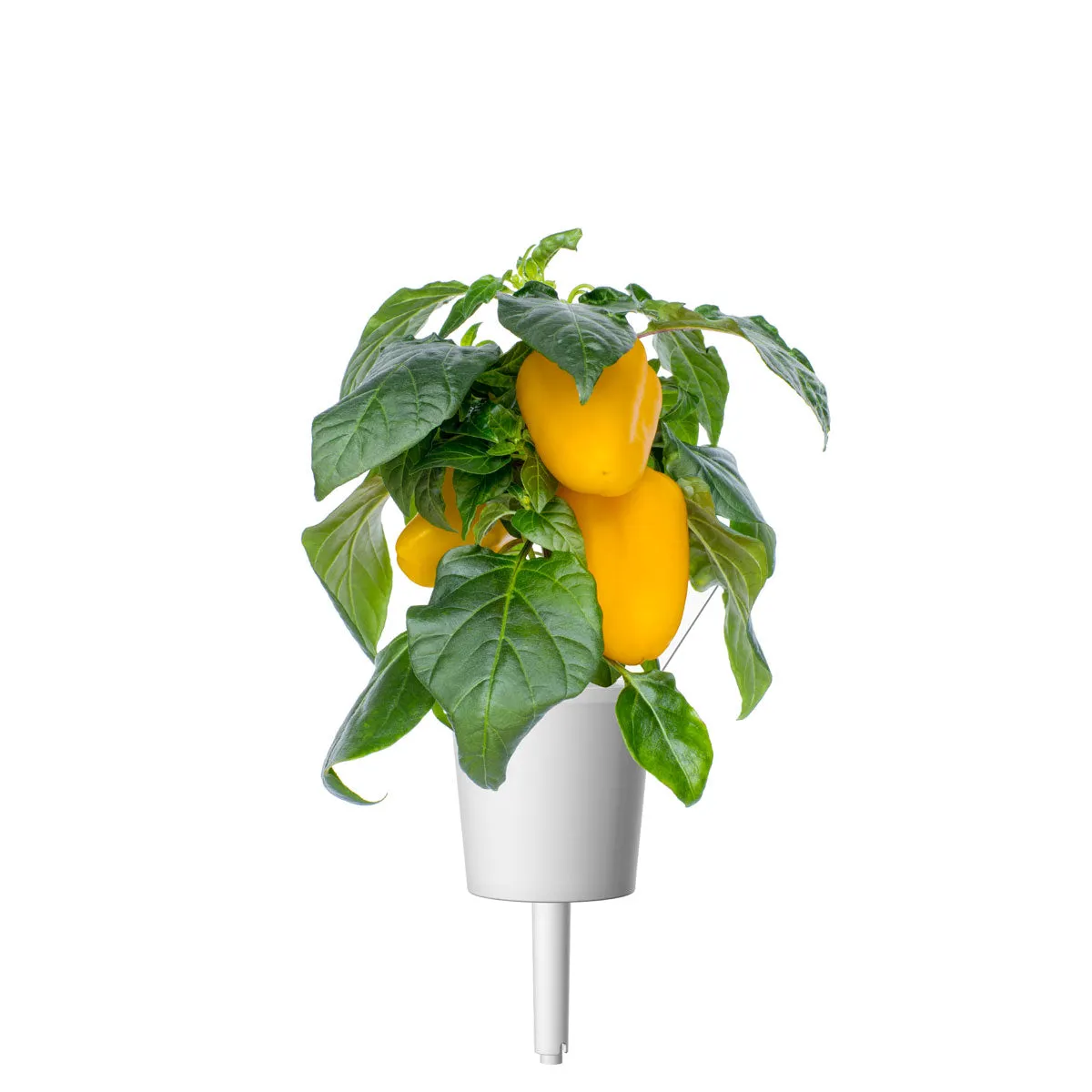 Click and Grow Yellow Sweet Pepper κάψουλες 3 τεμ γλυκιά