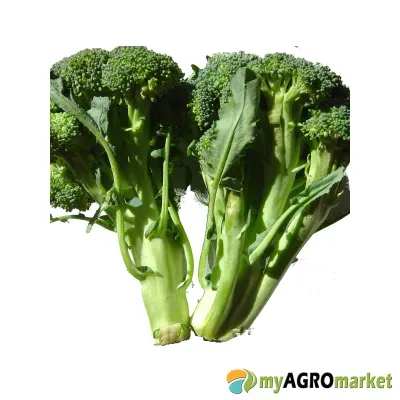 MyAgroMarket Calabrese Σπόροι Μπρόκολου 5gr Μεσοπρώιμοι