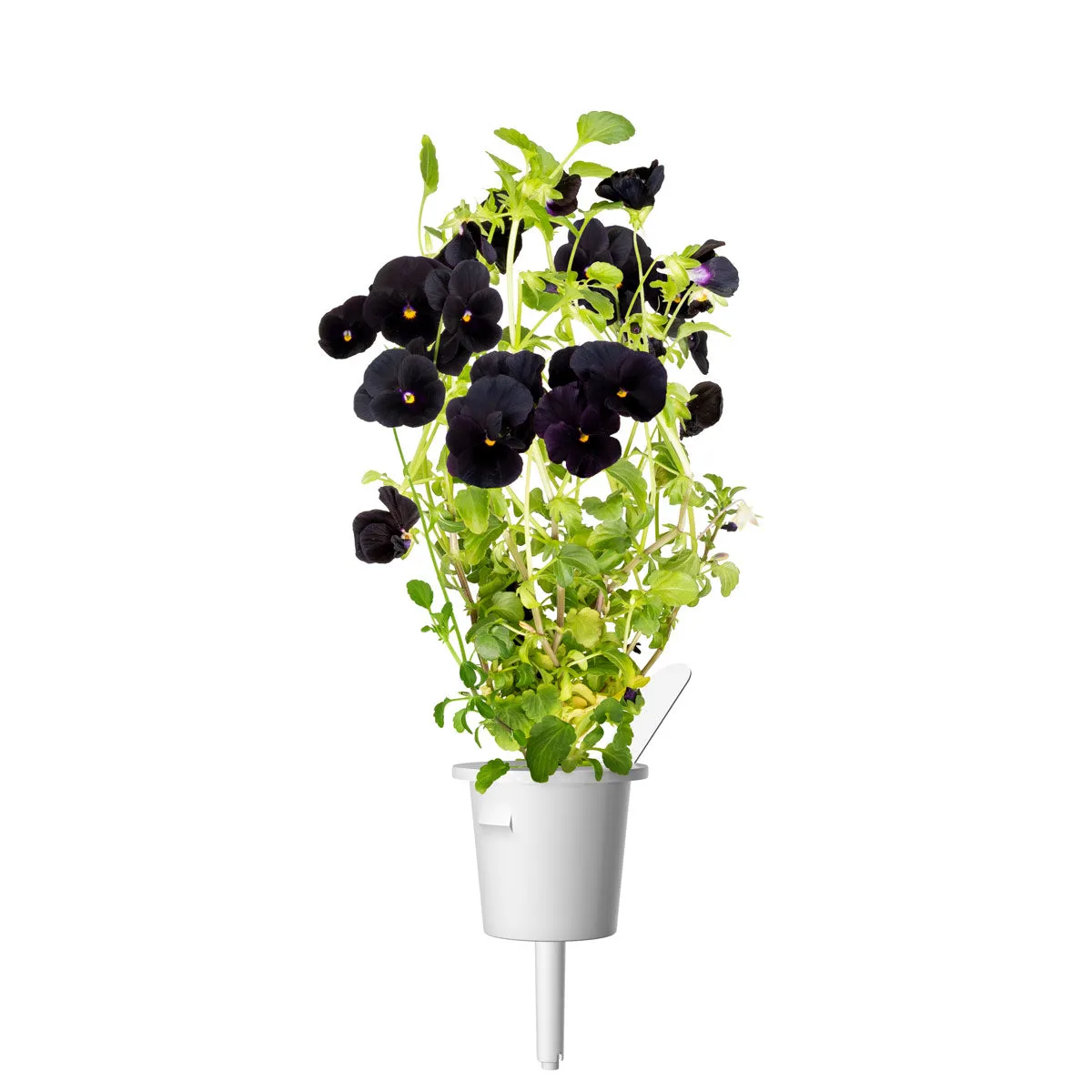 Click and Grow Black Pansy κάψουλες 30 τεμ μαύρος πανσές