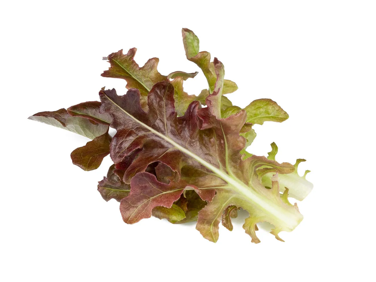 Click and Grow κόκκινο μαρούλι Oakleaf κάψουλες 9 τεμάχια