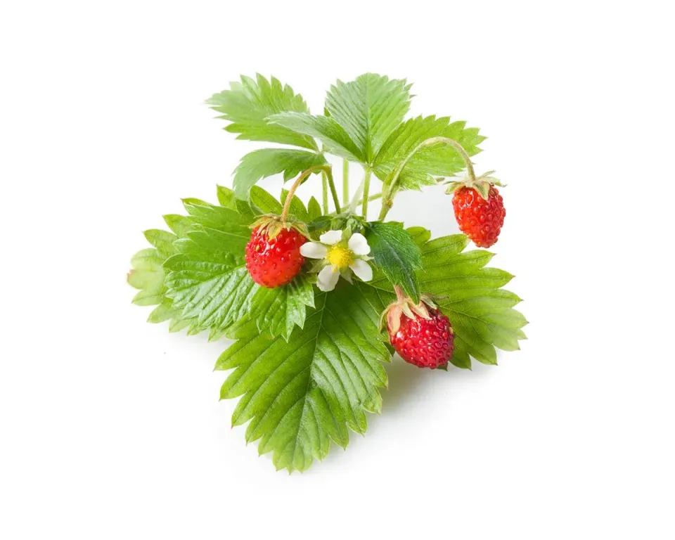 Click and Grow Wild Strawberry κάψουλες φυτών 3-pack γλυκιά