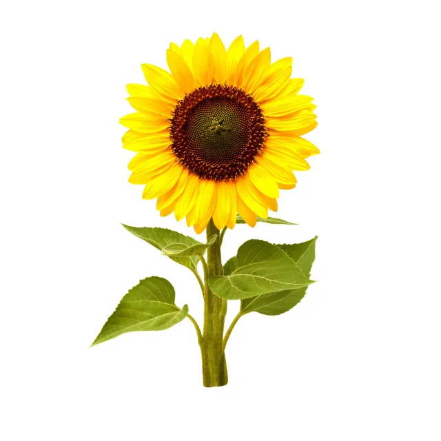 Click and Grow Mini Sunflower κάψουλες ηλίανθος 3 τεμ άνθος