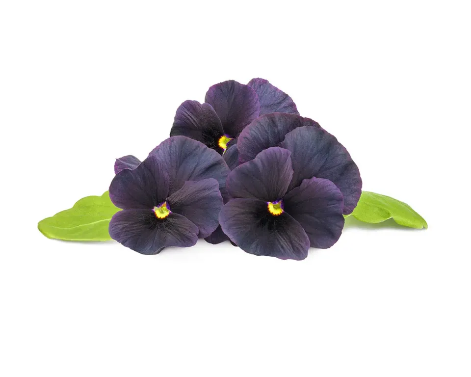 Click and Grow Black Pansy κάψουλες 3 τεμ μαύρος πανσές