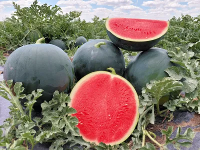 MyAgroMarket Bahama F1 σπόροι καρπουζιού 1000 τεμ άσπερμο